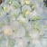 【花菜】精品松花菜有机花菜基地直发可视频看货