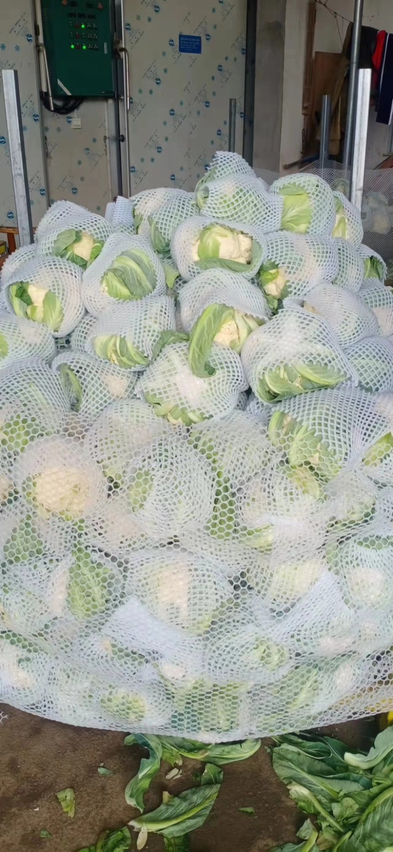 【花菜】精品松花菜有机花菜基地直发可视频看货