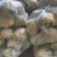 【花菜】精品松花菜有机花菜基地直发可视频看货