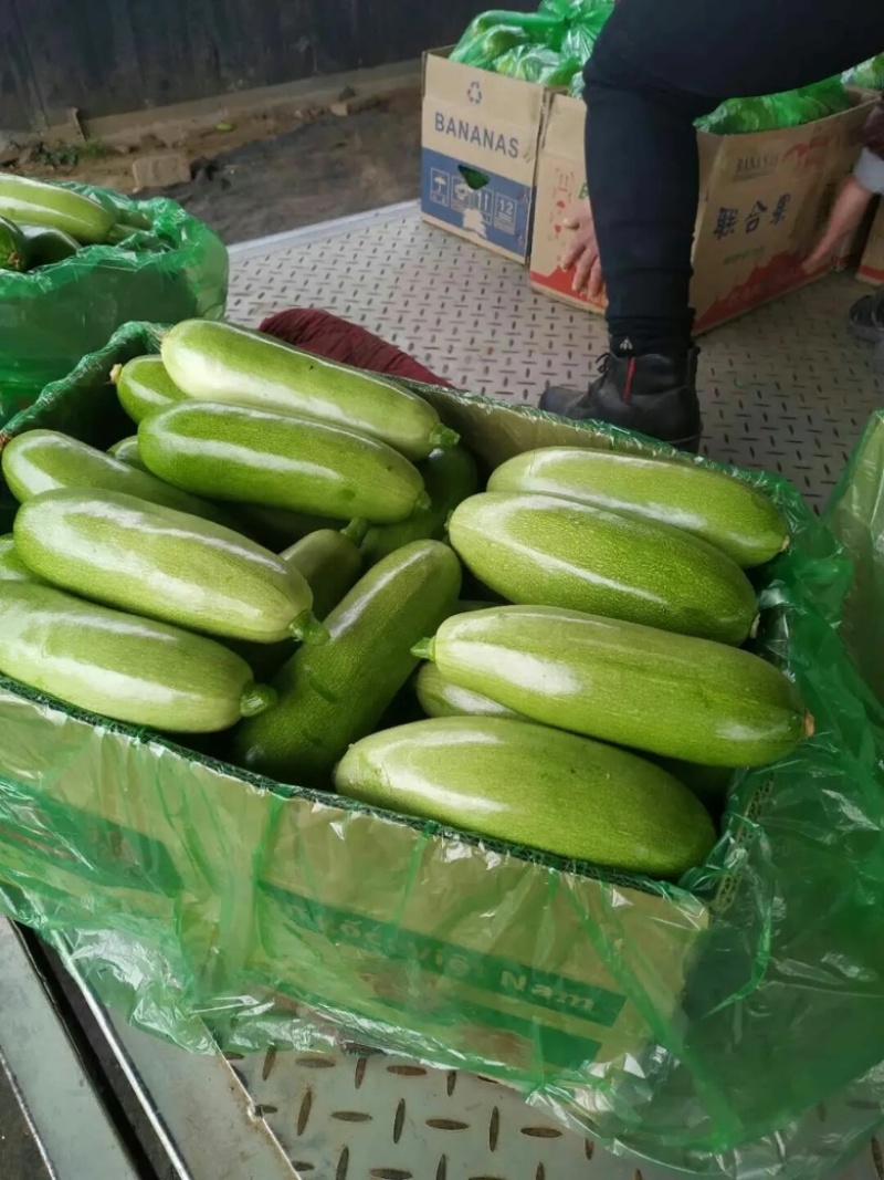 山东优质绿皮西葫芦，货源充足，欢迎电商团购批发商采购