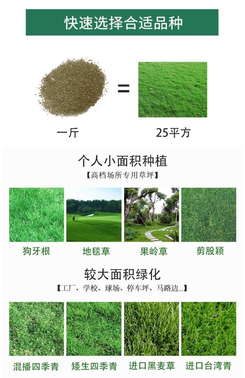 马尼拉草坪种子四季青狗牙根种子庭院绿化高羊茅百慕大种子