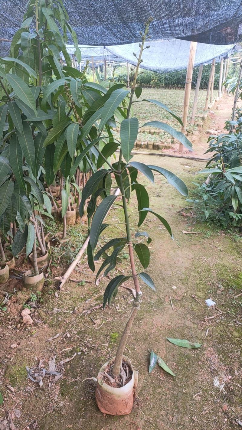 金煌、桂七、红贵妃，基地发货、一手货源