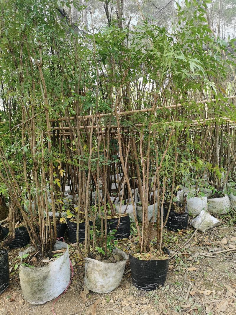 多年生熟桩南天竹