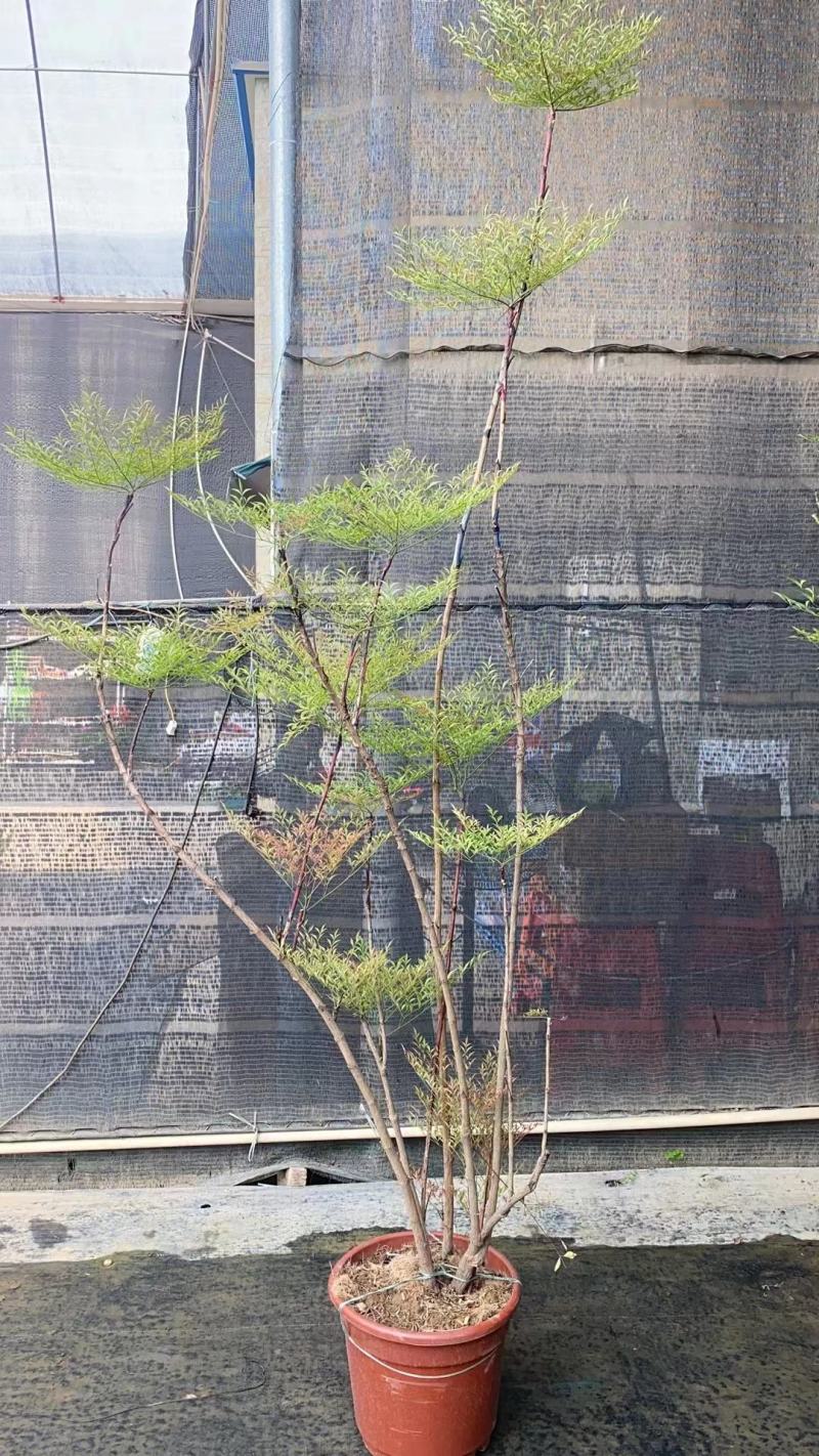 多年生熟桩南天竹