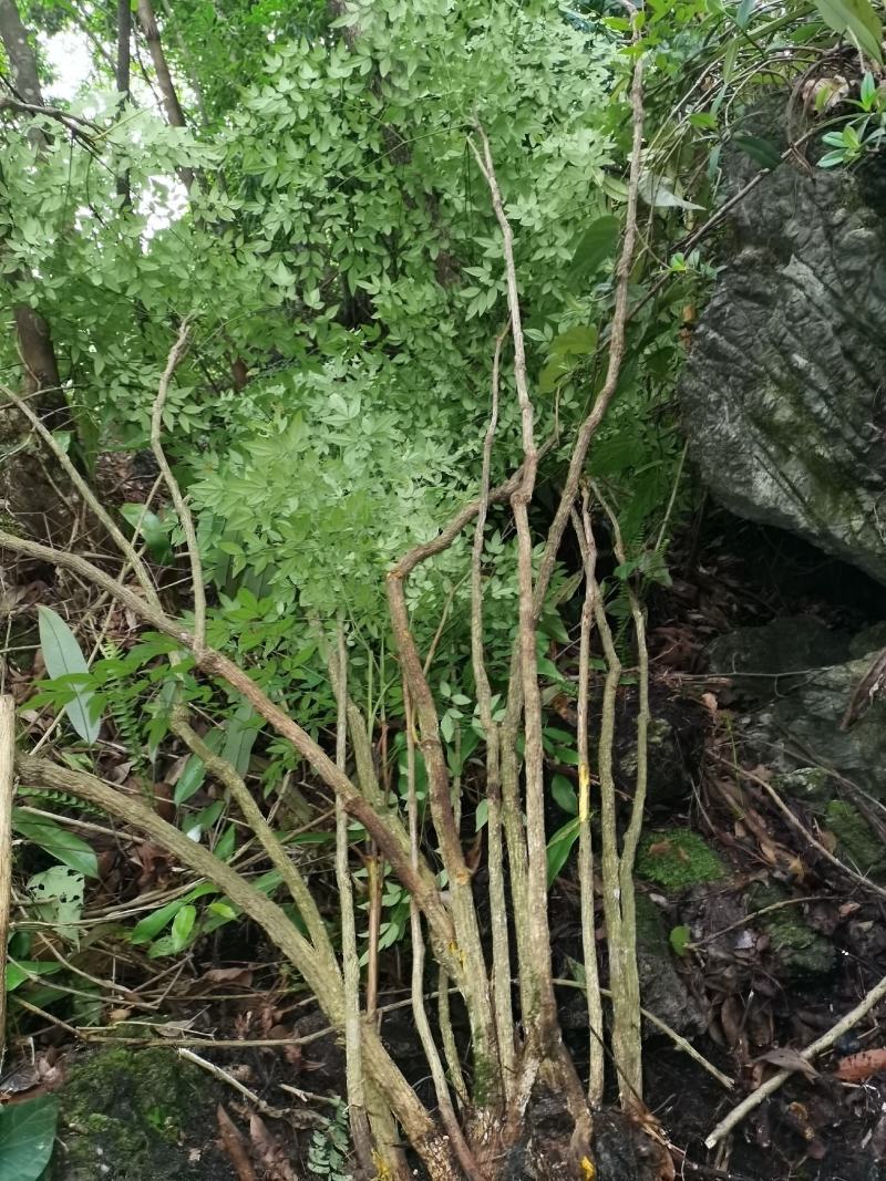 多年生熟桩南天竹