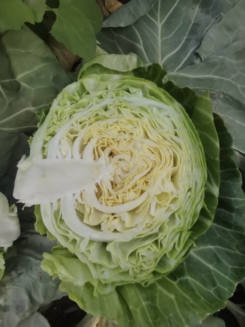 甘蓝吃了财大发