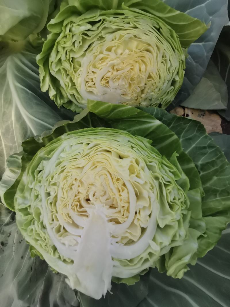 甘蓝吃了财大发