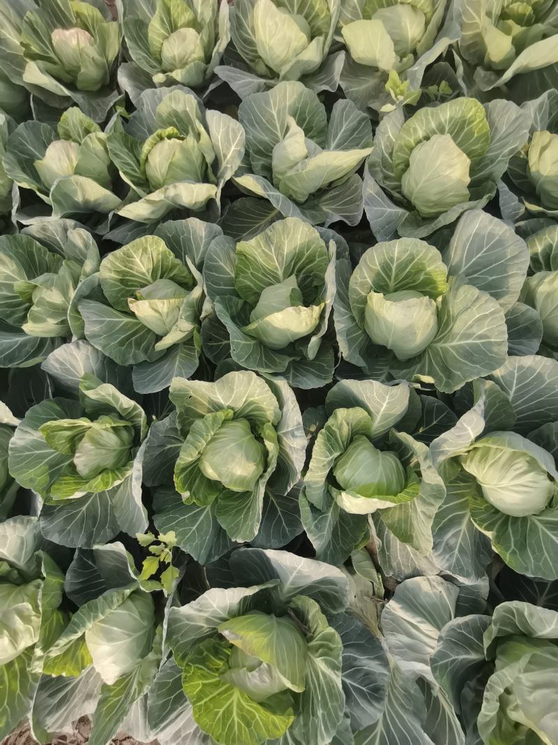 甘蓝吃了财大发