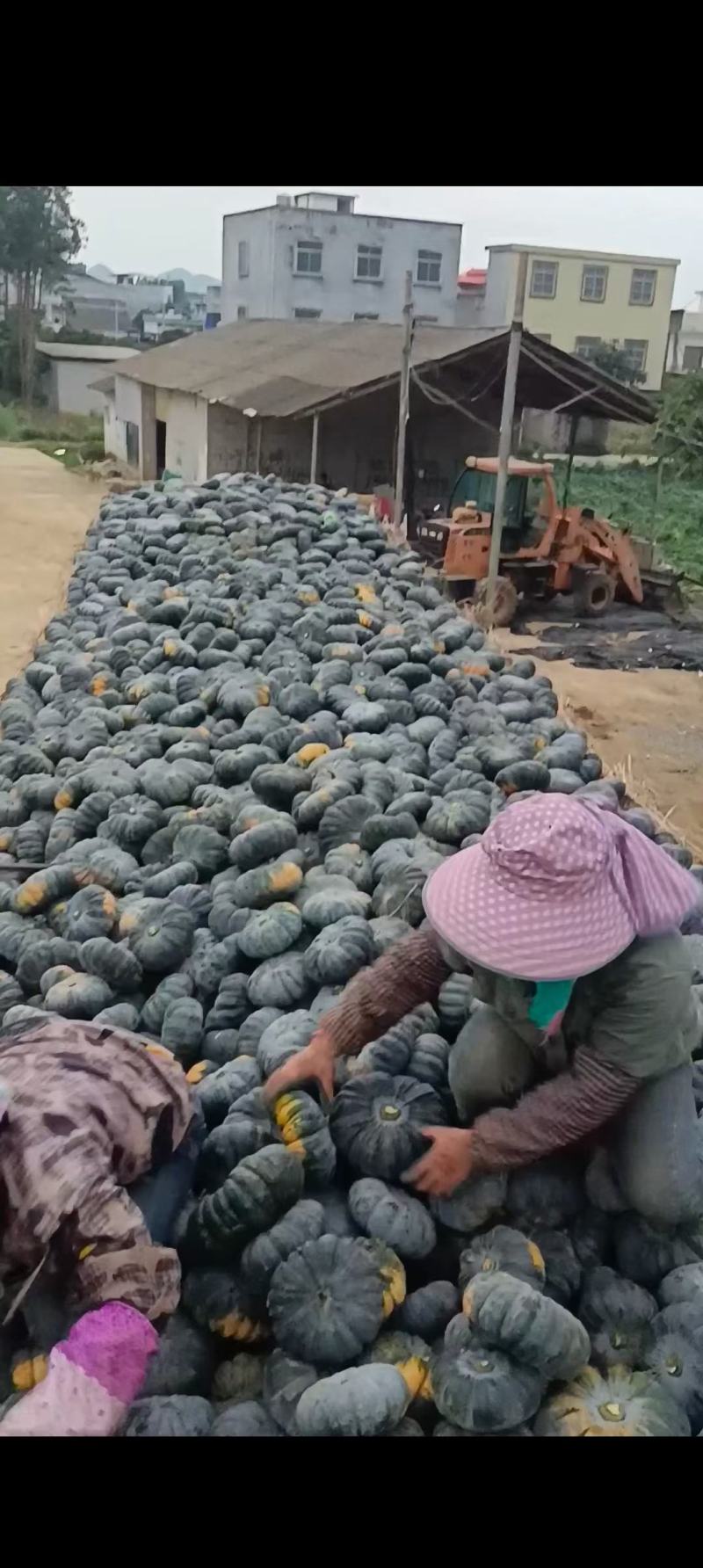 赖可丽南瓜