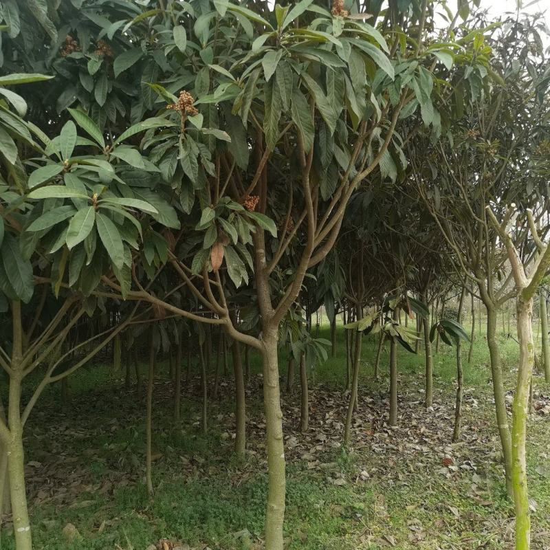 枇杷树
