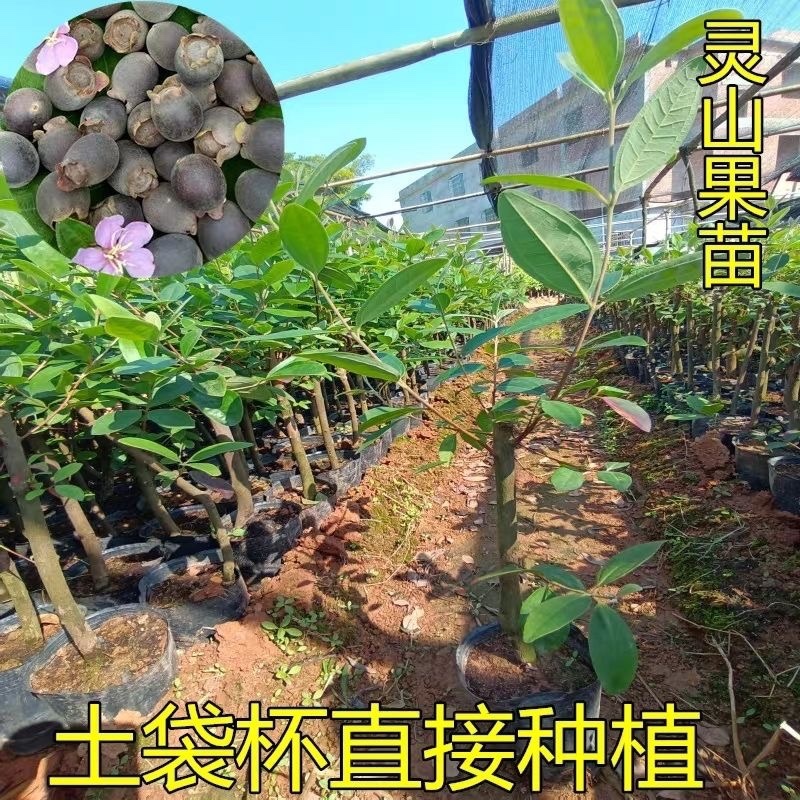 桃金娘树苗