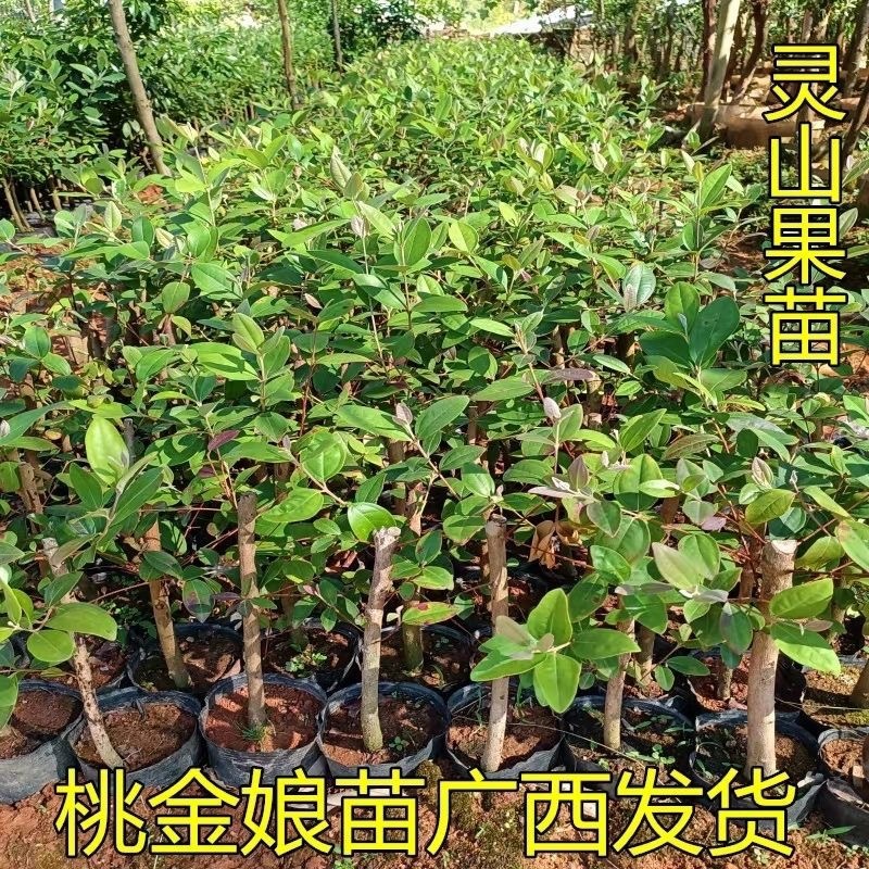 桃金娘树苗
