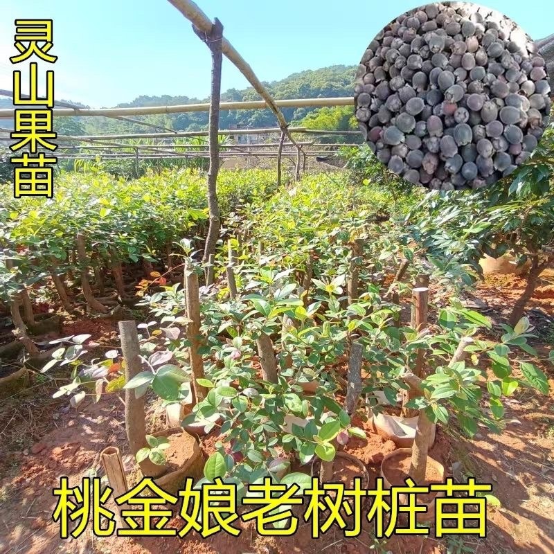 桃金娘树苗
