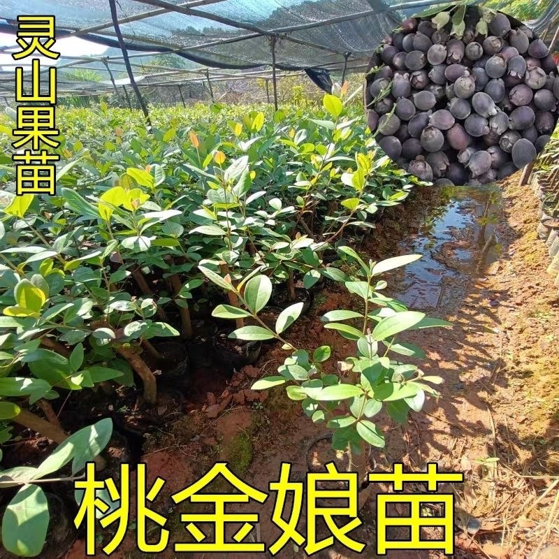 桃金娘树苗