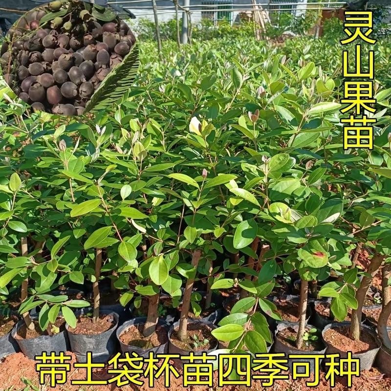 桃金娘树苗