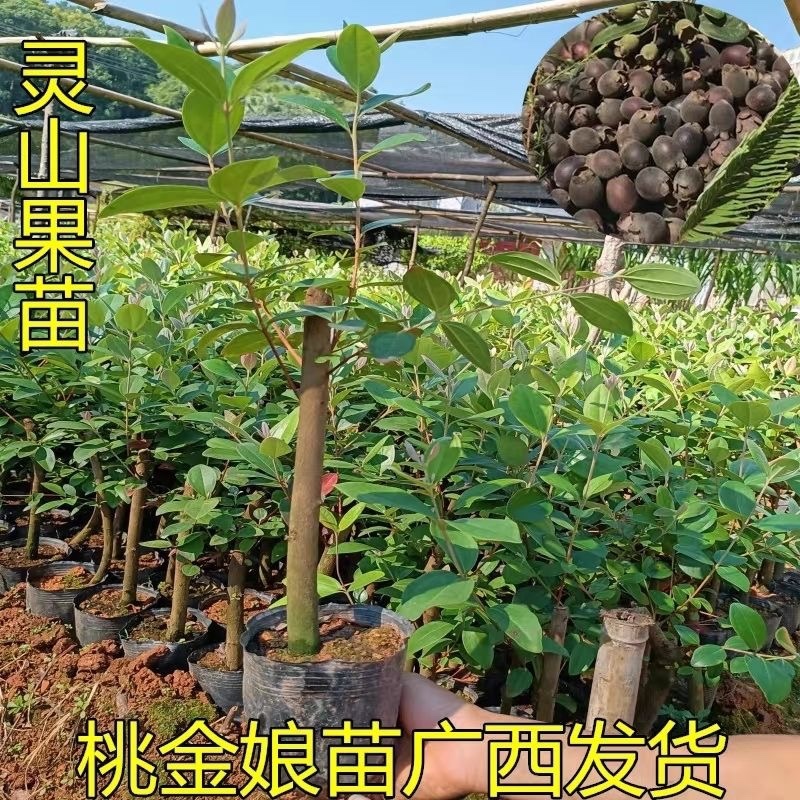 桃金娘树苗