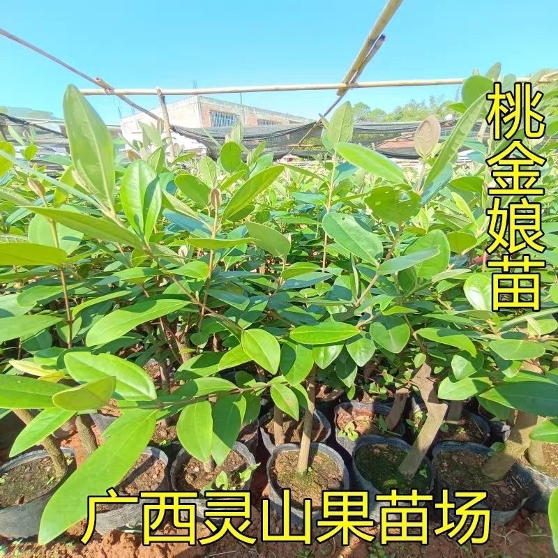 桃金娘树苗