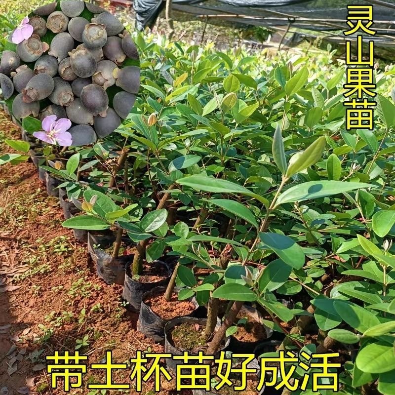 桃金娘树苗