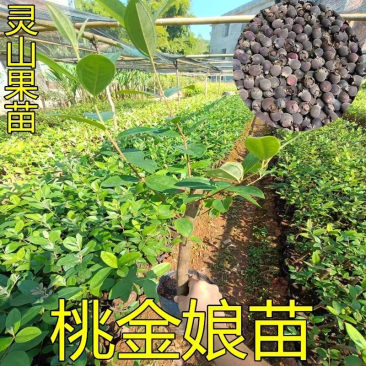 桃金娘树苗