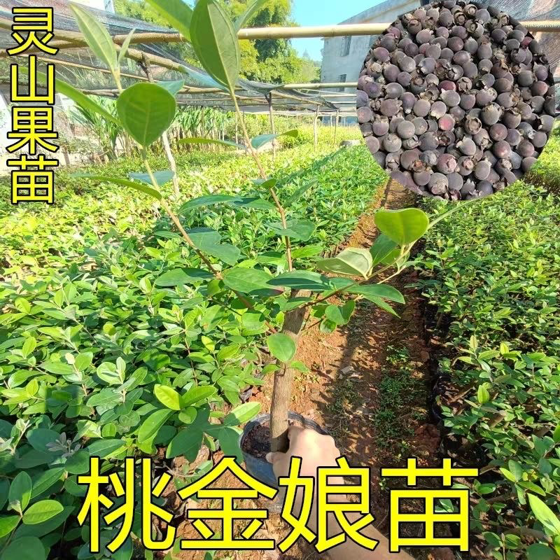 桃金娘树苗