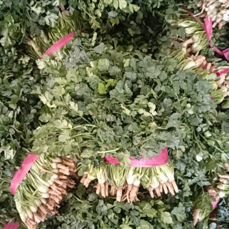 金乡香菜根细，叶大整体高度不超三十公分。