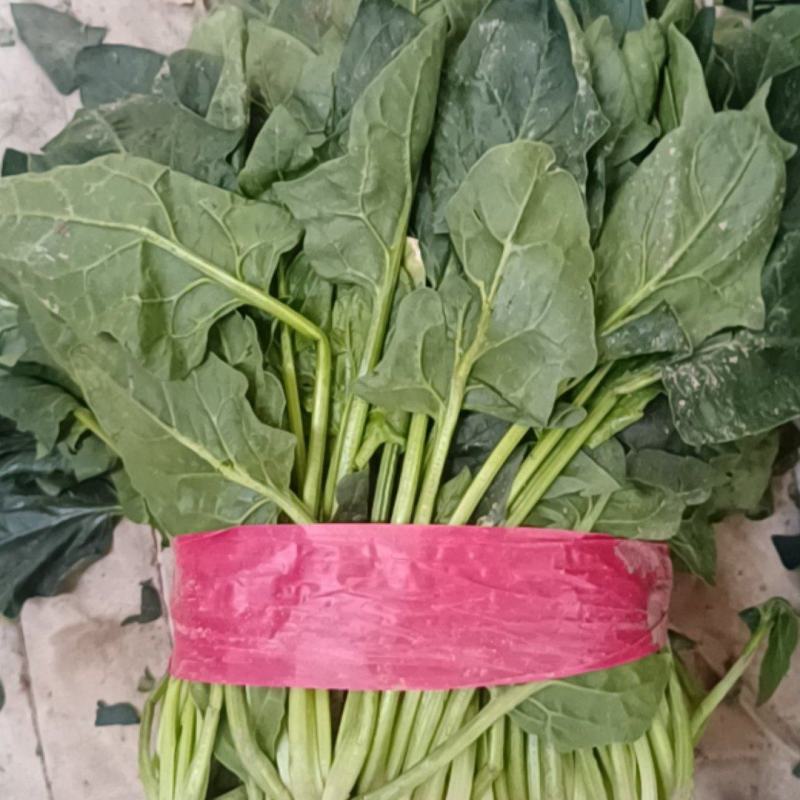 山东金乡大叶菠菜，可供电商，批发商，等个大平台