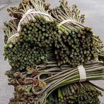 蕨菜产地供货质量保证对接大型批发商欢迎来电咨询