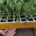 [推荐]云南玉溪松花苗菜花苗种苗青杆小米粒