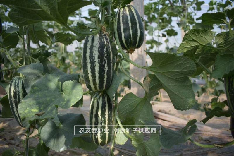 翠甜9号甜瓜种子脆酥香甜粗棒薄皮甜瓜种子子蔓孙蔓均可坐果
