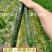 供应天津科润黄瓜研究所【津优】【津春】【驰誉】黄瓜良种