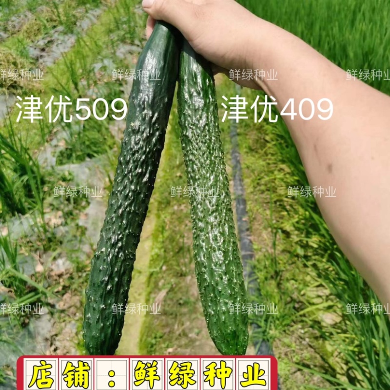 供应天津科润黄瓜研究所【津优】【津春】【驰誉】黄瓜良种