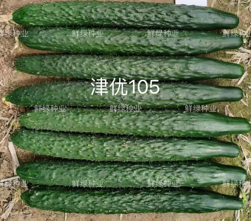 供应天津科润黄瓜研究所【津优】【津春】【驰誉】黄瓜良种