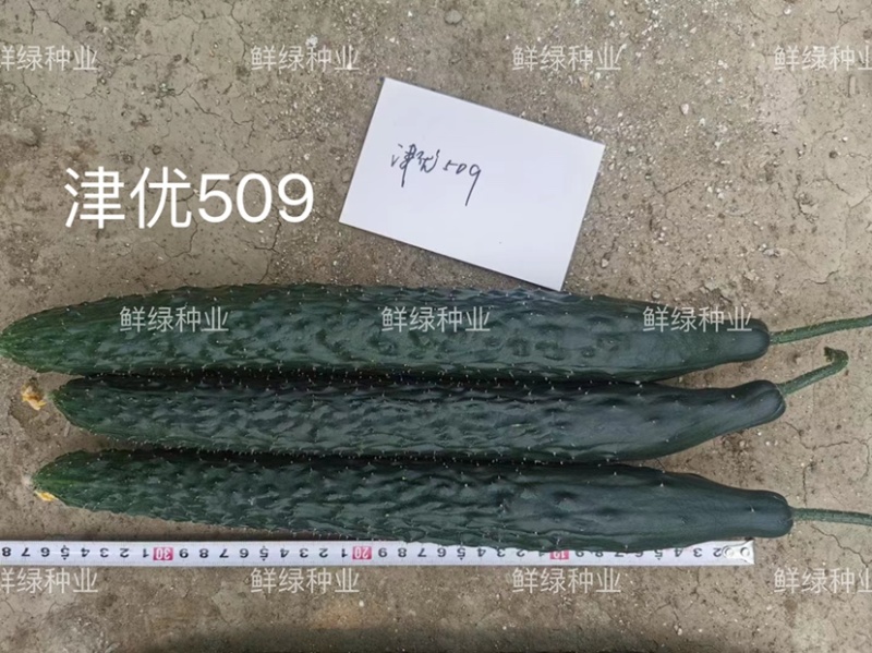 供应天津科润黄瓜研究所【津优】【津春】【驰誉】黄瓜良种