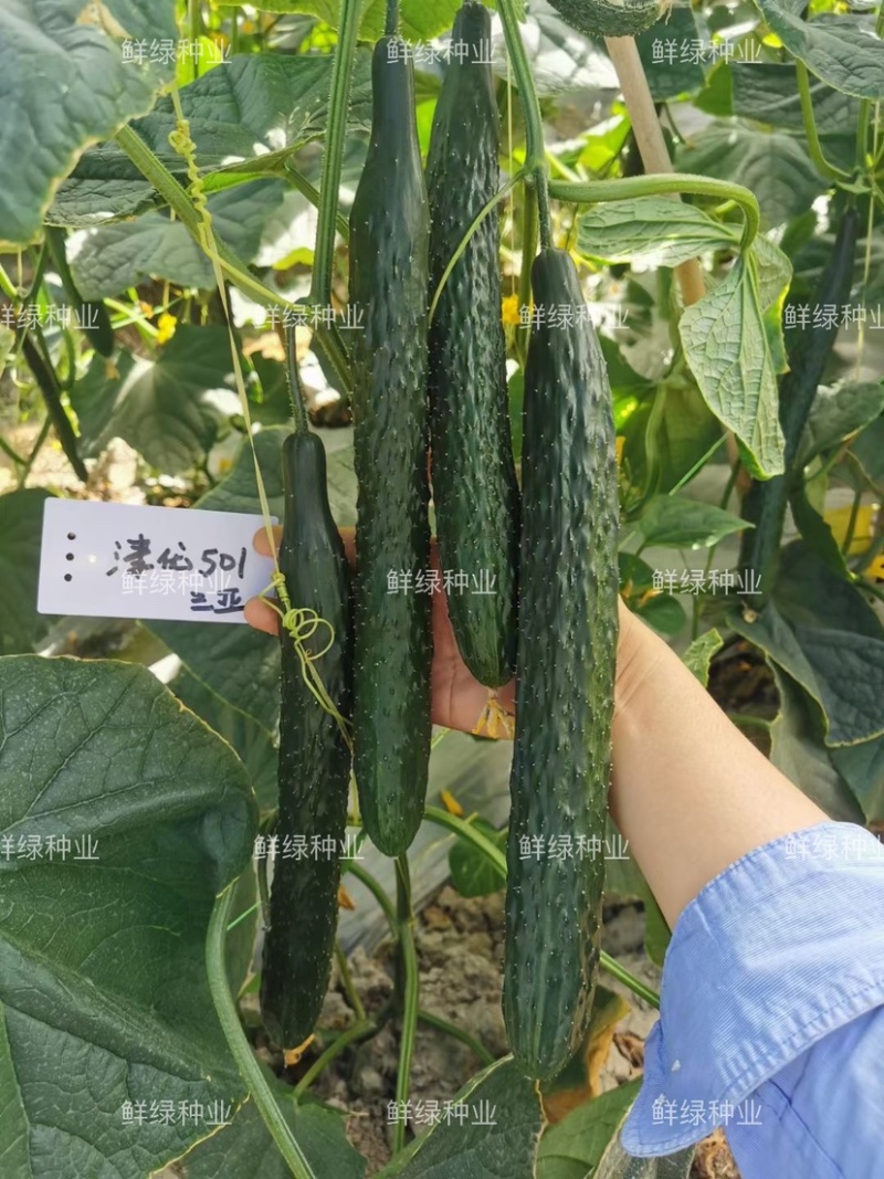 供应天津科润黄瓜研究所【津优】【津春】【驰誉】黄瓜良种