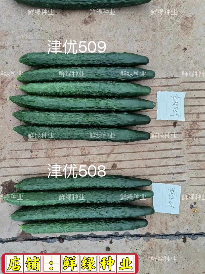 供应天津科润黄瓜研究所【津优】【津春】【驰誉】黄瓜良种