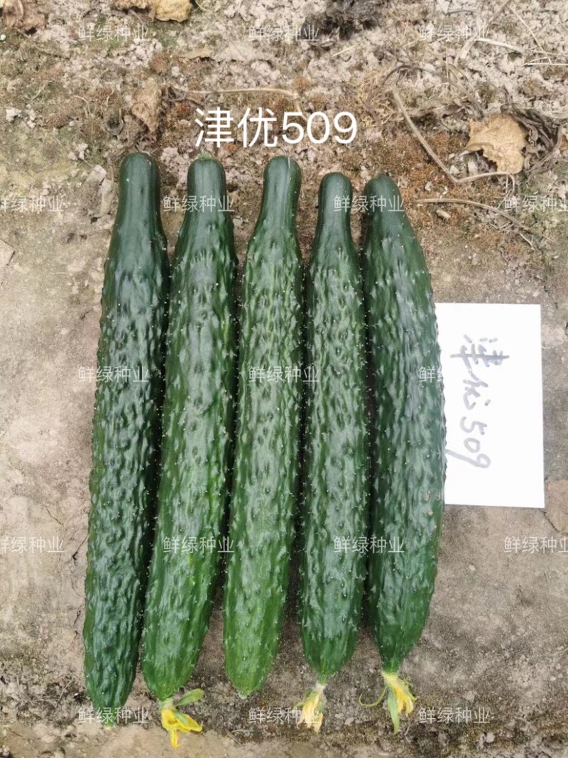 供应天津科润黄瓜研究所【津优】【津春】【驰誉】黄瓜良种