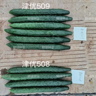 供应天津科润黄瓜研究所【津优】【津春】【驰誉】黄瓜良种
