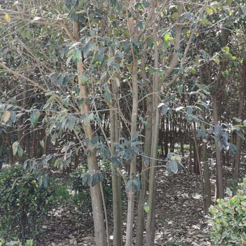 丛生大叶女贞，自家苗圃培育，精品绿化苗木