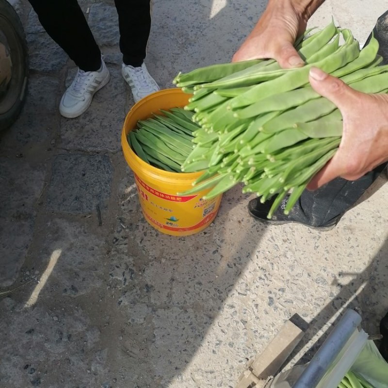 商河扁青芸豆