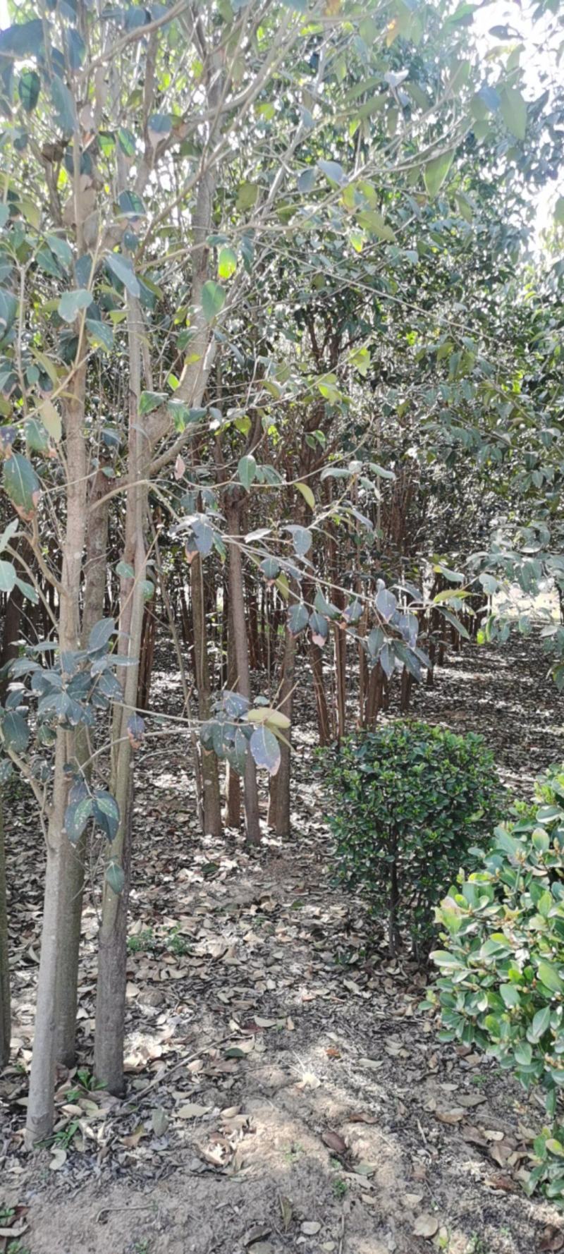 丛生大叶女贞，自家苗圃培育，精品绿化苗木