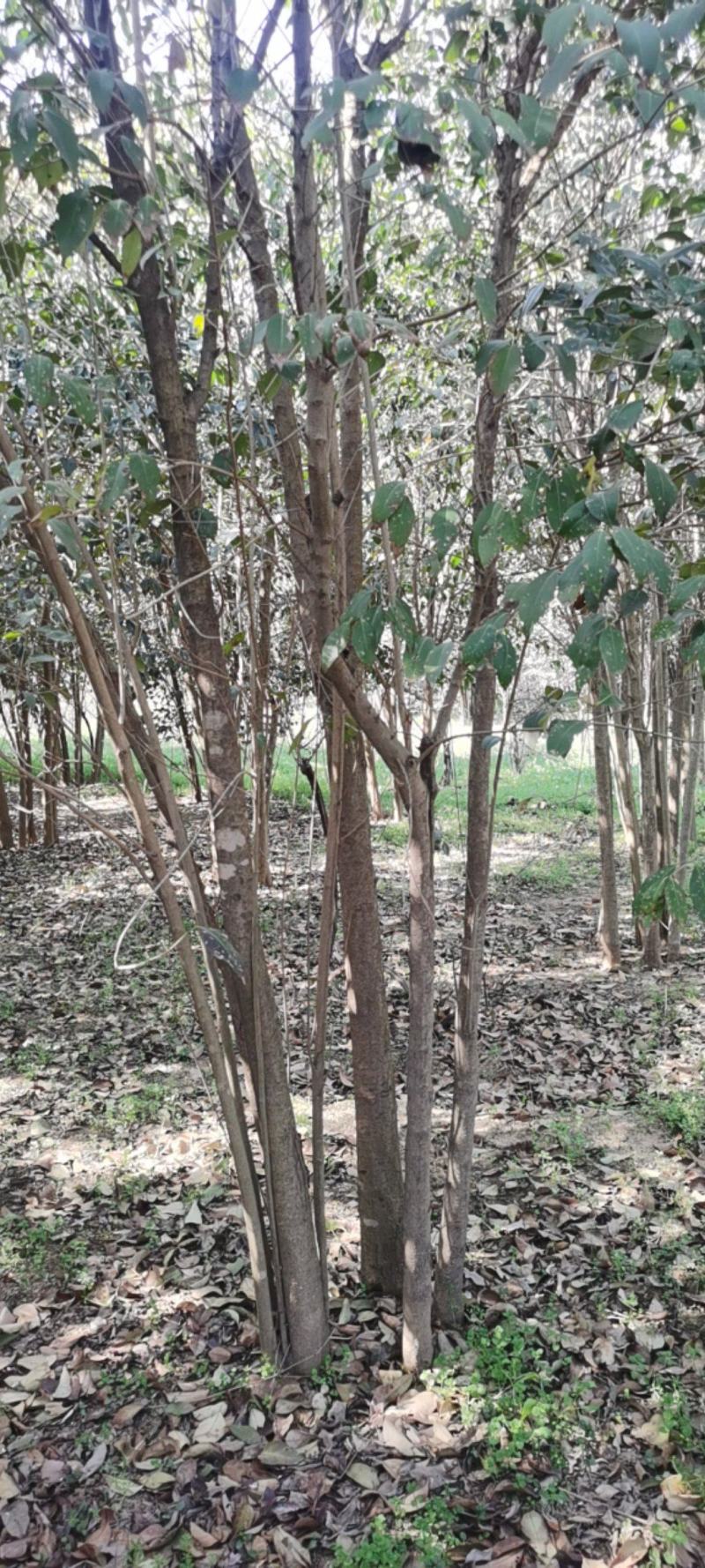 丛生大叶女贞，自家苗圃培育，精品绿化苗木