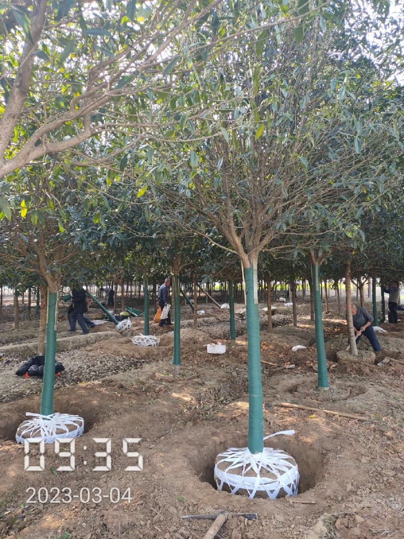 桂花:2-15桂花树，全年供应，支持线上保障交易