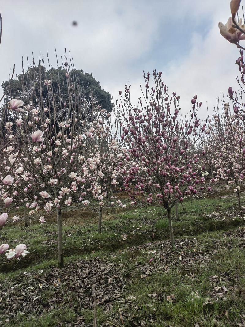 精品红玉兰，紫玉兰，7-8公分，品种优，花色好