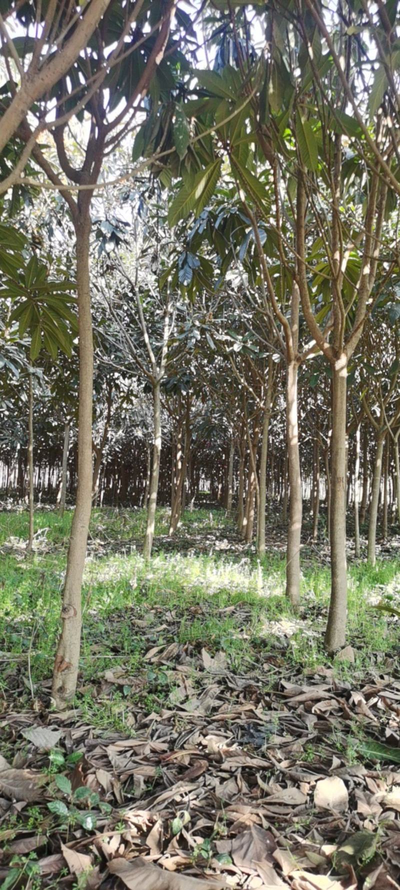 枇杷树