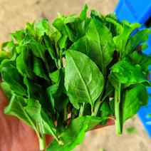 枸杞芽，又名甜菜头，天精菜，菜用枸杞嫩芽。基地种植。