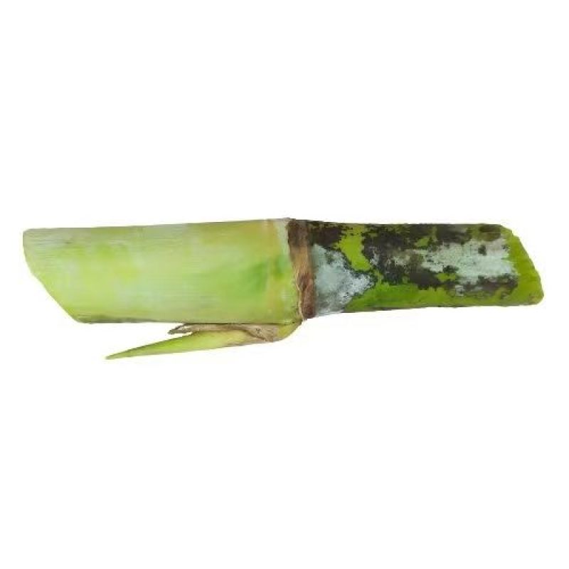 原生态高蛋白皇竹草牛马羊食用四季牧草