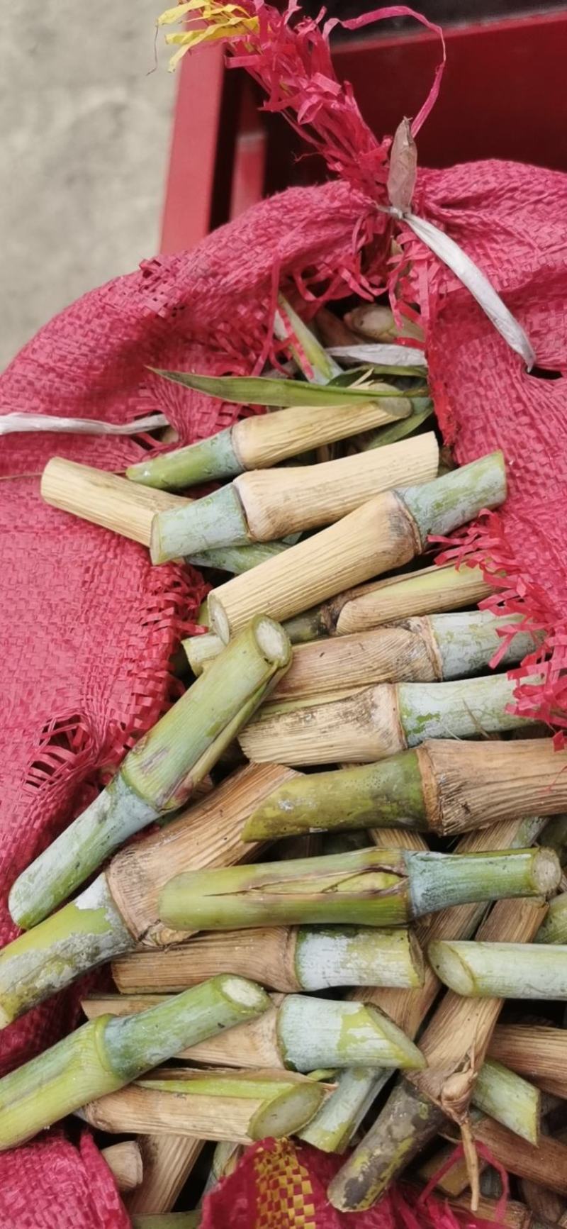 原生态高蛋白皇竹草牛马羊食用四季牧草
