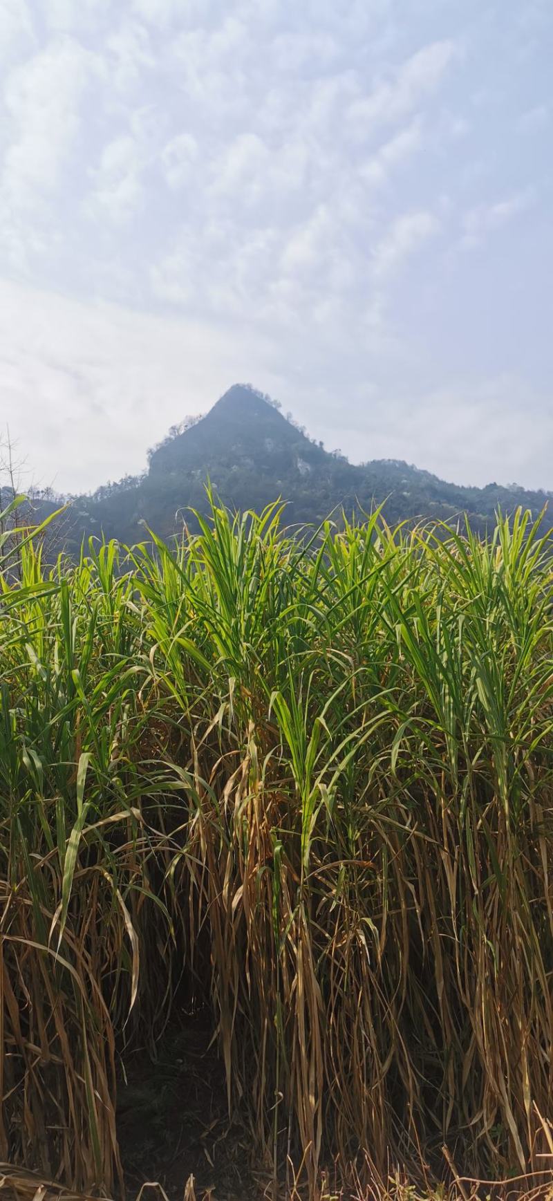 原生态高蛋白皇竹草牛马羊食用四季牧草