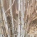 原生态高蛋白皇竹草牛马羊食用四季牧草