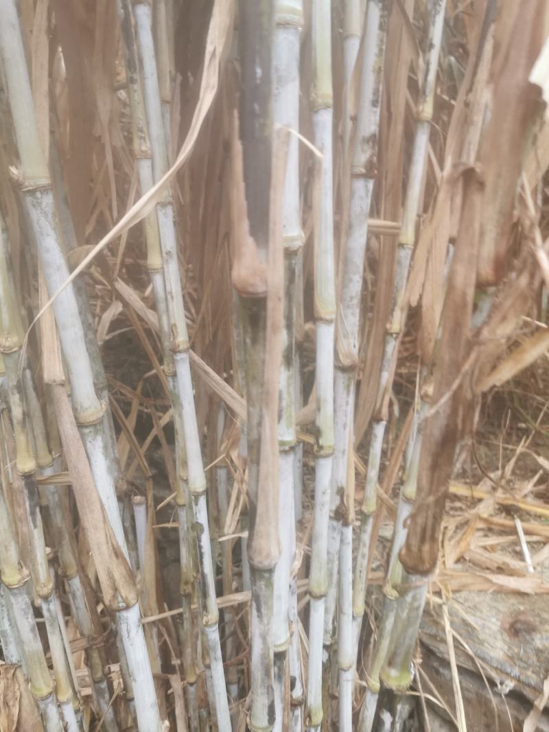 原生态高蛋白皇竹草牛马羊食用四季牧草